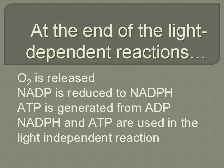 At the end of the lightdependent reactions… O 2 is released NADP is reduced