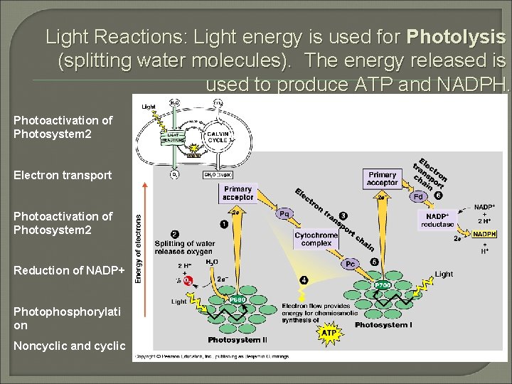 Light Reactions: Light energy is used for Photolysis (splitting water molecules). The energy released