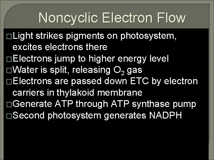 Noncyclic Electron Flow �Light strikes pigments on photosystem, excites electrons there �Electrons jump to