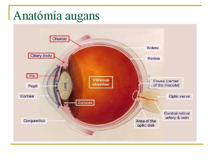 Anatómía augans 