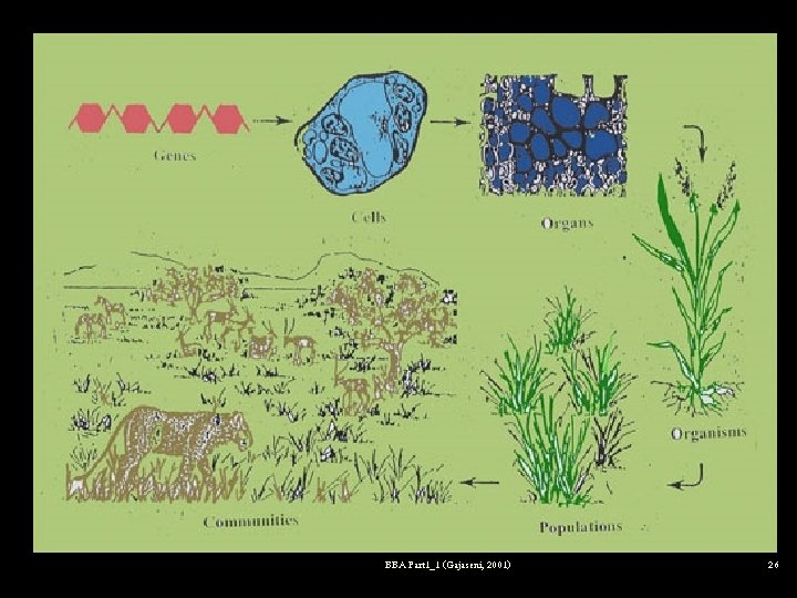 Gene Cell Organ ��� biotic component Organism Communities Populations BBA Part 1_1 (Gajaseni, 2001)