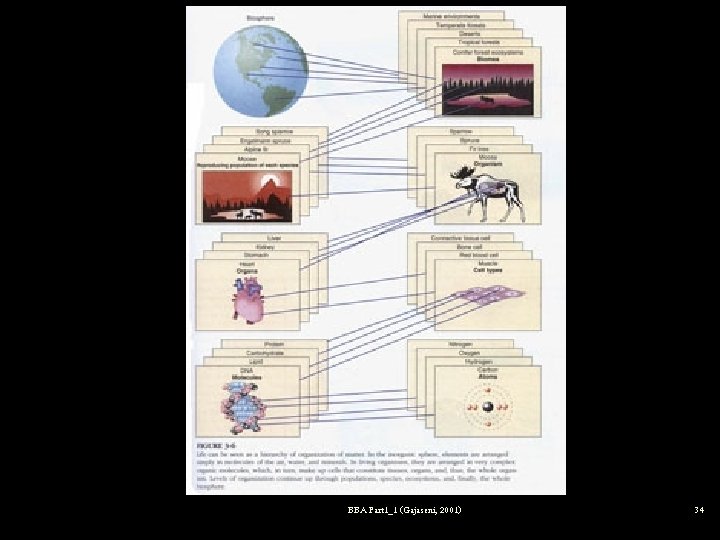 Fig 3 -6 BBA Part 1_1 (Gajaseni, 2001) 34 