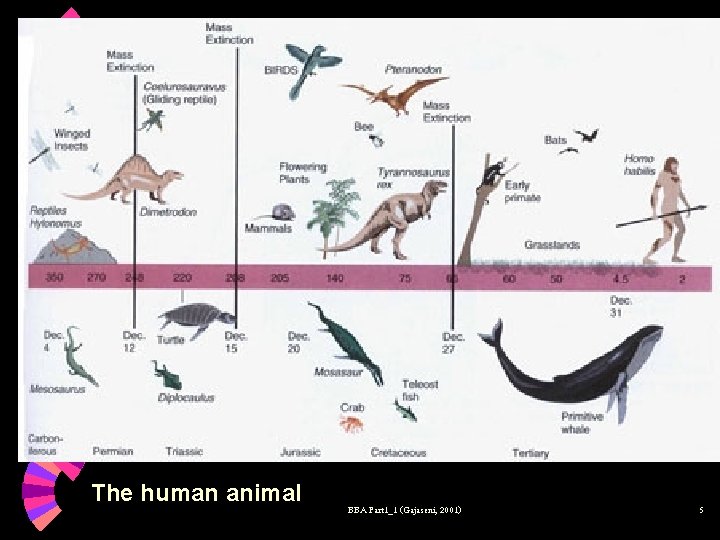 The human animal BBA Part 1_1 (Gajaseni, 2001) 5 