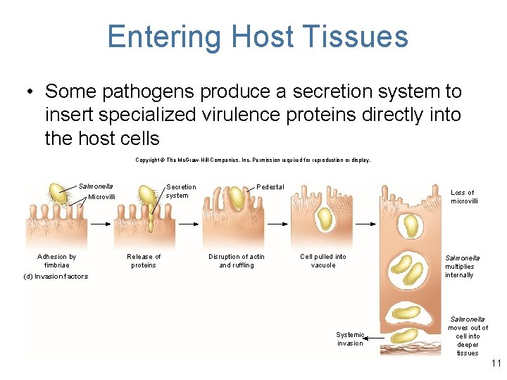 Entering Host Tissues • Some pathogens produce a secretion system to insert specialized virulence