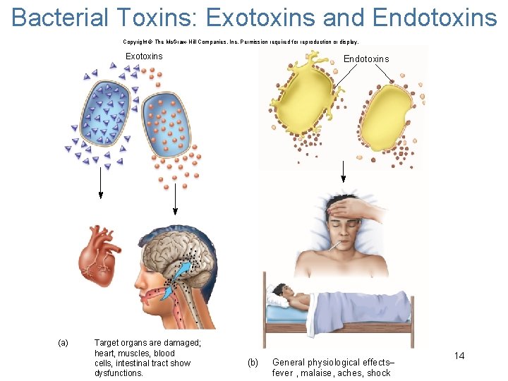 Bacterial Toxins: Exotoxins and Endotoxins Copyright © The Mc. Graw-Hill Companies, Inc. Permission required