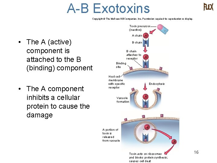 A-B Exotoxins Copyright © The Mc. Graw-Hill Companies, Inc. Permission required for reproduction or