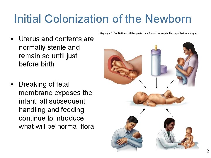 Initial Colonization of the Newborn Copyright © The Mc. Graw-Hill Companies, Inc. Permission required