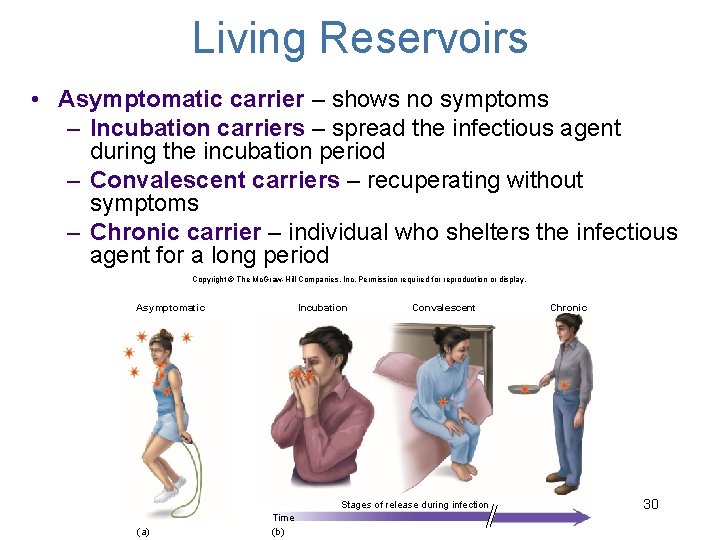 Living Reservoirs • Asymptomatic carrier – shows no symptoms – Incubation carriers – spread