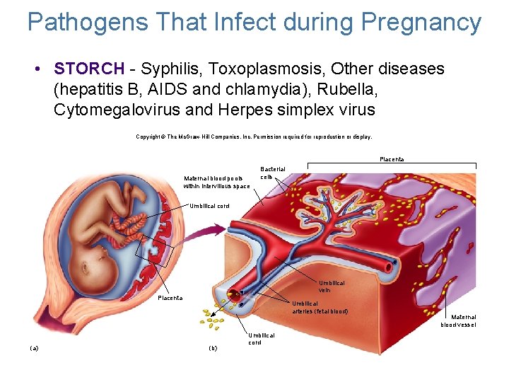 Pathogens That Infect during Pregnancy • STORCH - Syphilis, Toxoplasmosis, Other diseases (hepatitis B,