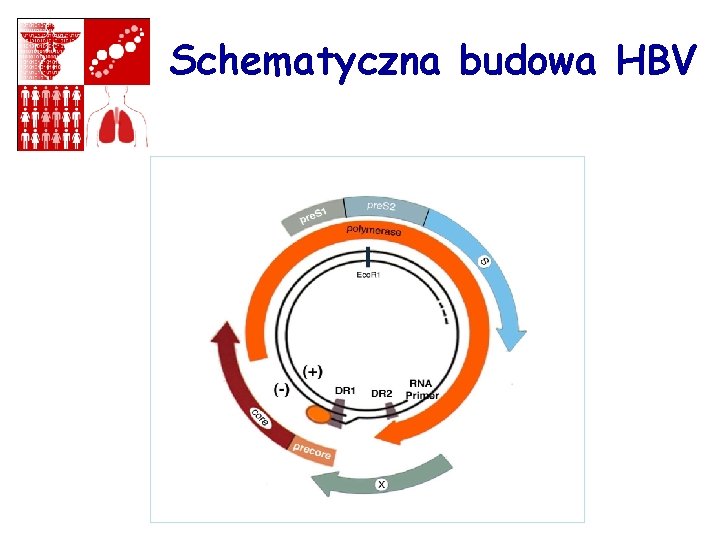 Schematyczna budowa HBV 