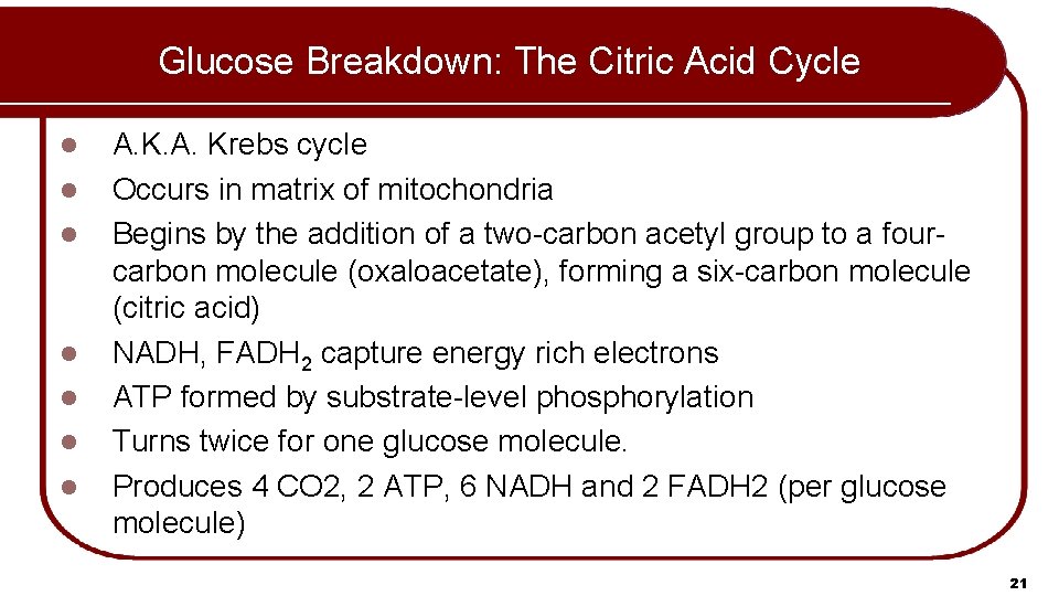 Glucose Breakdown: The Citric Acid Cycle l l l l A. Krebs cycle Occurs