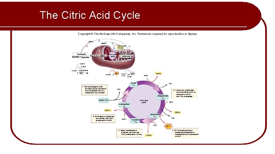 The Citric Acid Cycle Copyright © The Mc. Graw-Hill Companies, Inc. Permission required for