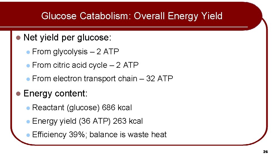 Glucose Catabolism: Overall Energy Yield l Net yield per glucose: l From glycolysis –