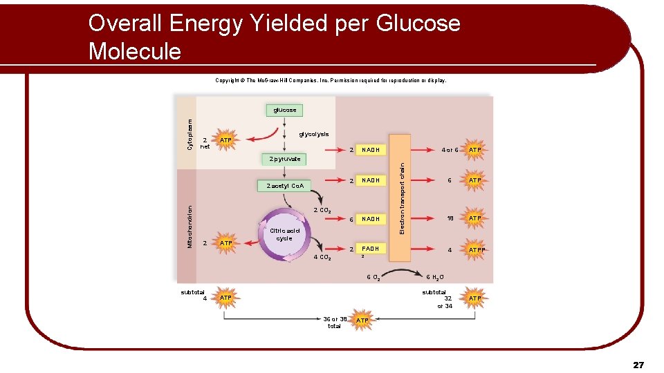 Overall Energy Yielded per Glucose Molecule Copyright © The Mc. Graw-Hill Companies, Inc. Permission
