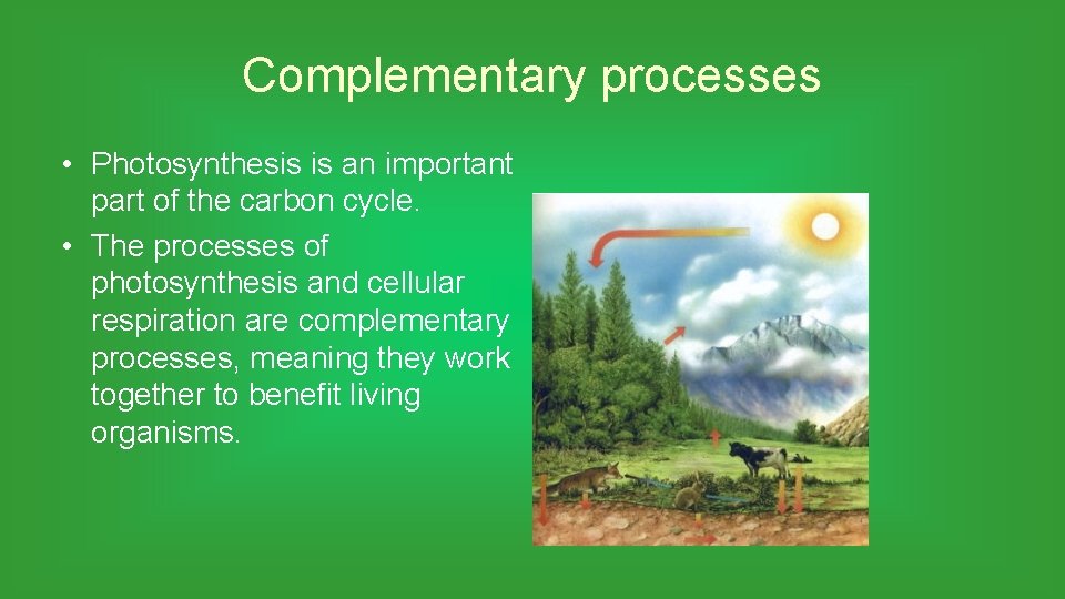 Complementary processes • Photosynthesis is an important part of the carbon cycle. • The