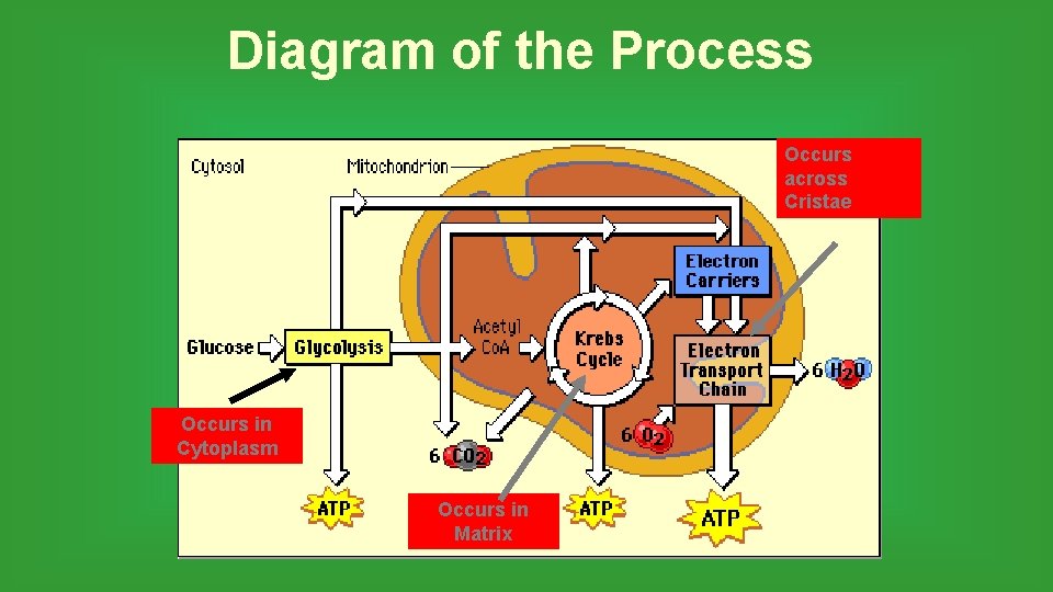 Diagram of the Process Occurs across Cristae Occurs in Cytoplasm Occurs in Matrix 