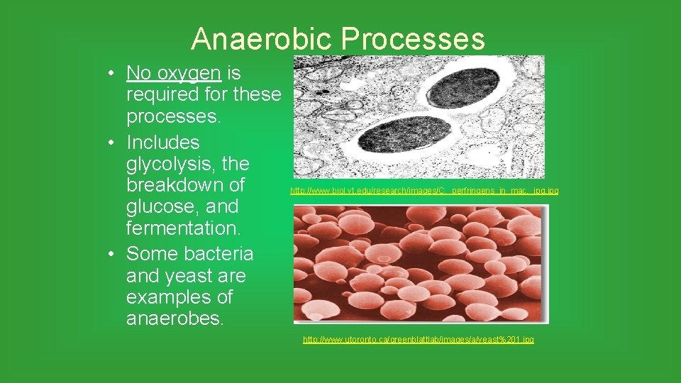 Anaerobic Processes • No oxygen is required for these processes. • Includes glycolysis, the