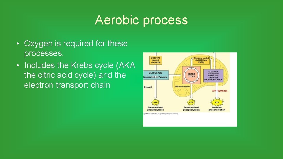 Aerobic process • Oxygen is required for these processes. • Includes the Krebs cycle