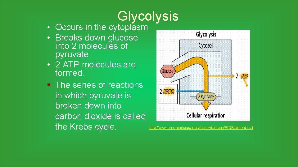 Glycolysis • Occurs in the cytoplasm. • Breaks down glucose into 2 molecules of