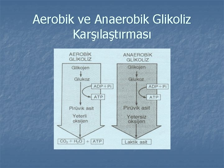 Aerobik ve Anaerobik Glikoliz Karşılaştırması 