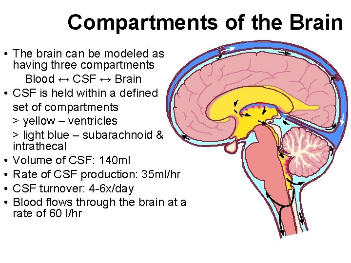 Compartments of the Brain • The brain can be modeled as having three compartments
