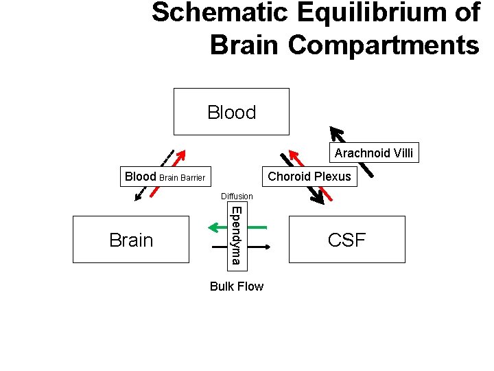 Schematic Equilibrium of Brain Compartments Blood Arachnoid Villi Blood Brain Barrier Choroid Plexus Diffusion