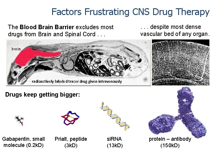 Factors Frustrating CNS Drug Therapy The Blood Brain Barrier excludes most drugs from Brain