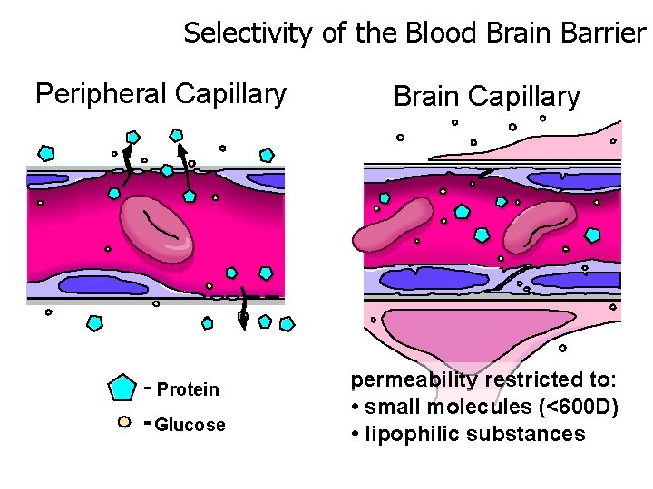 Selectivity of the Blood Brain Barrier Peripheral Capillary Protein Glucose Brain Capillary permeability restricted