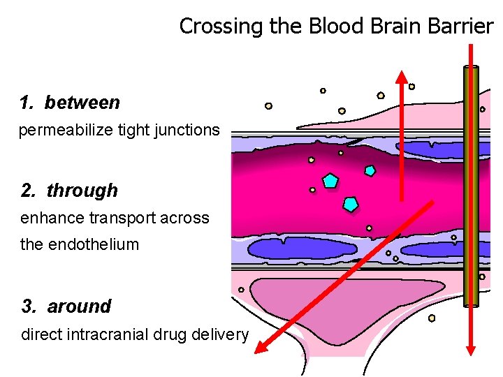 Crossing the Blood Brain Barrier 1. between permeabilize tight junctions 2. through enhance transport
