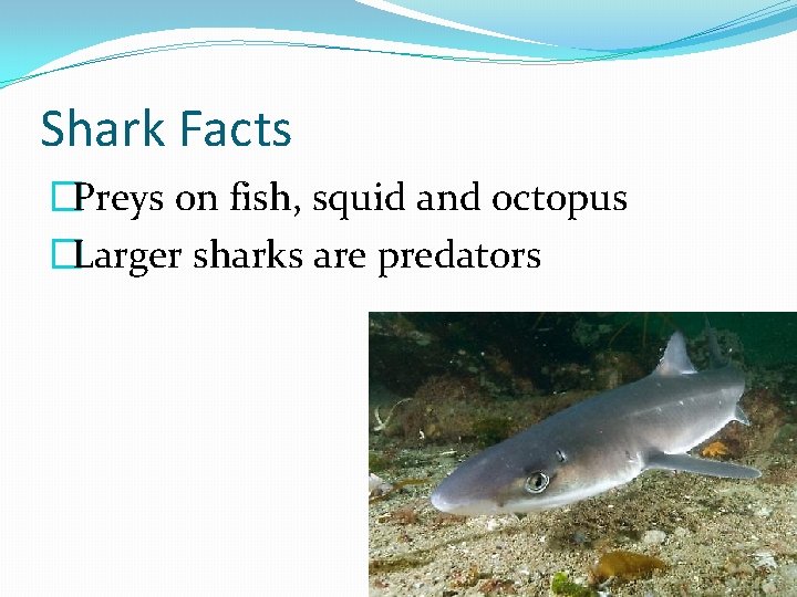 Shark Facts �Preys on fish, squid and octopus �Larger sharks are predators 