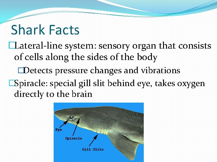 Shark Facts �Lateral-line system: sensory organ that consists of cells along the sides of