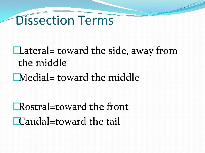 Dissection Terms �Lateral= toward the side, away from the middle �Medial= toward the middle