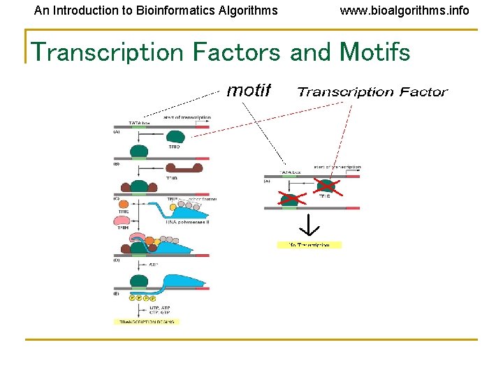 An Introduction to Bioinformatics Algorithms www. bioalgorithms. info Transcription Factors and Motifs 