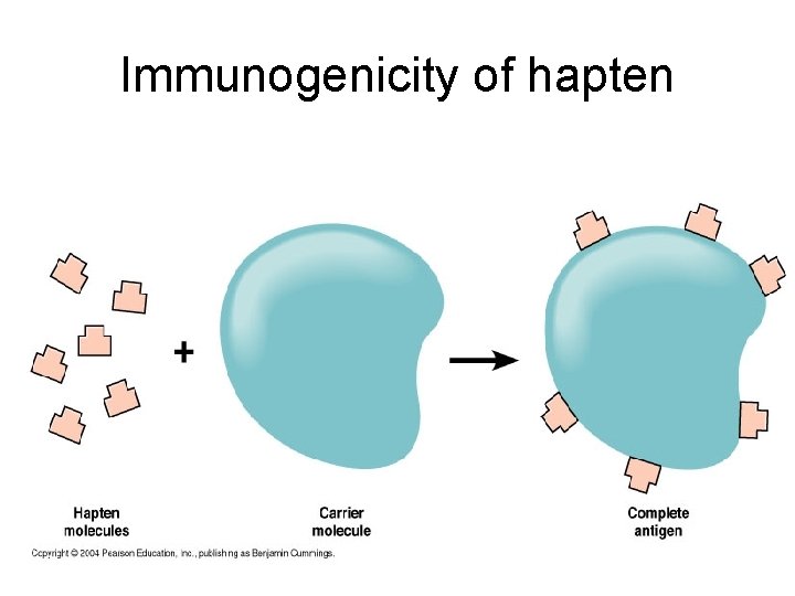 Immunogenicity of hapten 