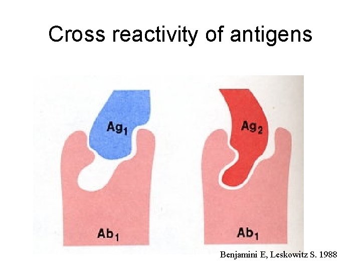 Cross reactivity of antigens Benjamini E, Leskowitz S. 1988 