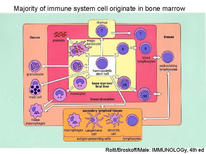 Majority of immune system cell originate in bone marrow Roitt/Broskoff/Male: IMMUNOLOGy, 4 th ed