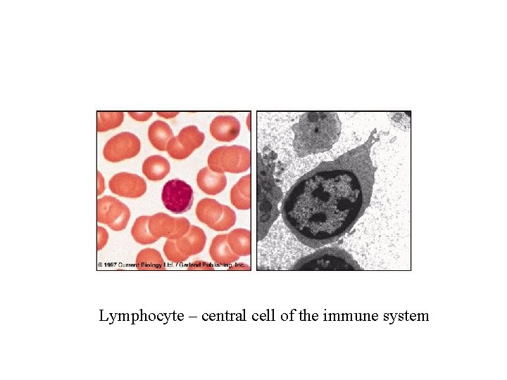 Lymphocyte – central cell of the immune system 