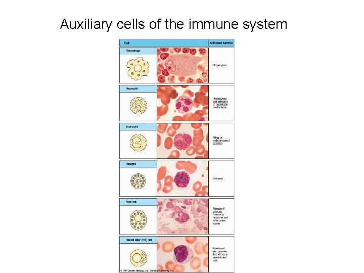 Auxiliary cells of the immune system 