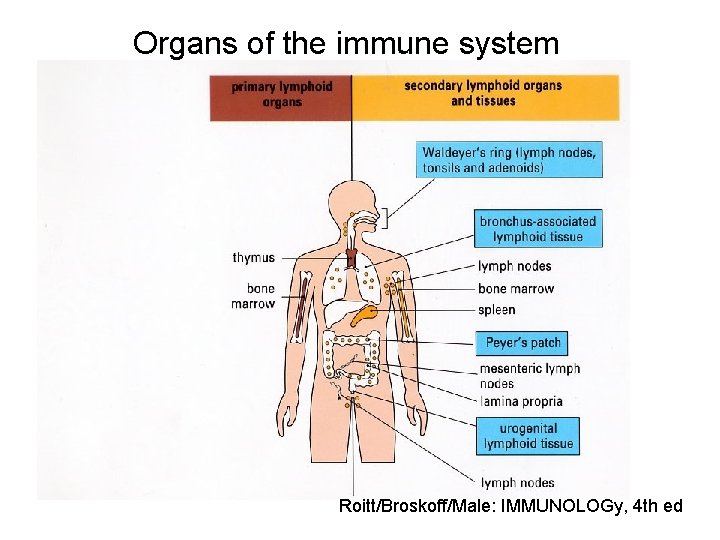 Organs of the immune system Roitt/Broskoff/Male: IMMUNOLOGy, 4 th ed 