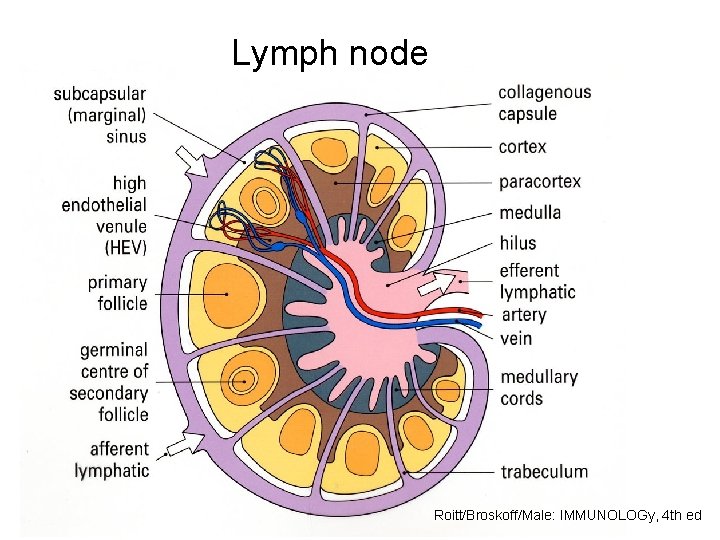 Lymph node Roitt/Broskoff/Male: IMMUNOLOGy, 4 th ed 