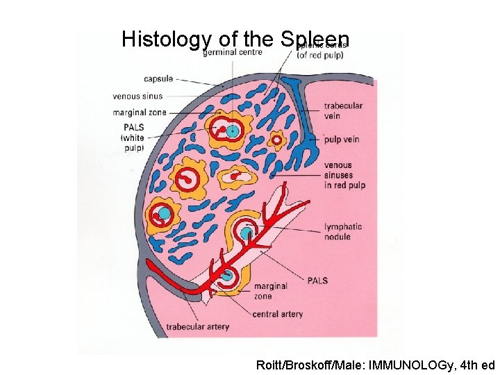 Histology of the Spleen Roitt/Broskoff/Male: IMMUNOLOGy, 4 th ed 