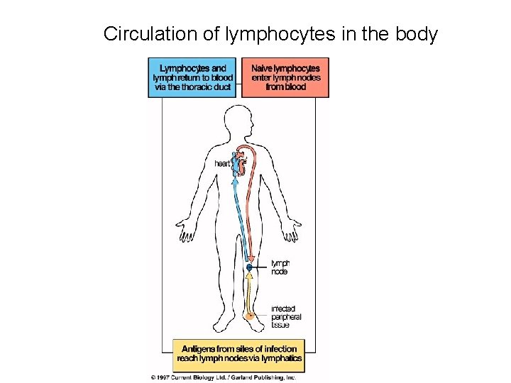 Circulation of lymphocytes in the body 