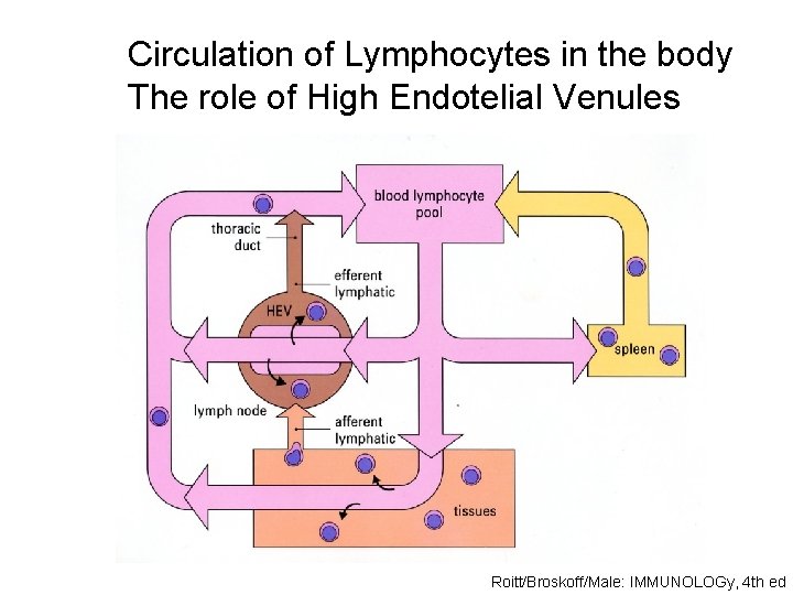 Circulation of Lymphocytes in the body The role of High Endotelial Venules Roitt/Broskoff/Male: IMMUNOLOGy,