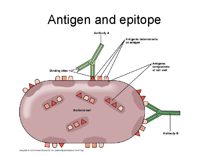 Antigen and epitope 