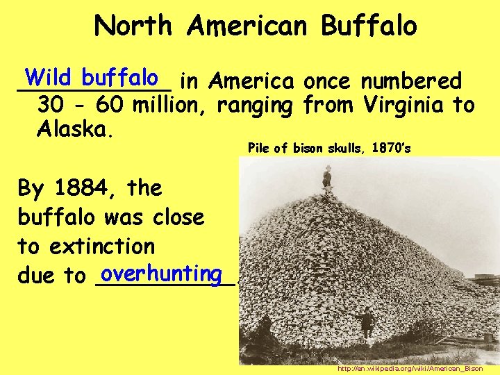 North American Buffalo Wild buffalo in America once numbered ______ 30 - 60 million,