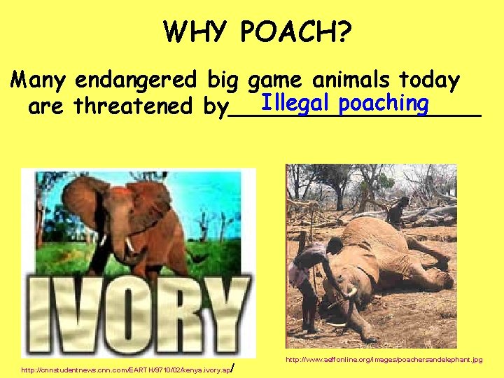 WHY POACH? Many endangered big game animals today Illegal poaching are threatened by_________ /