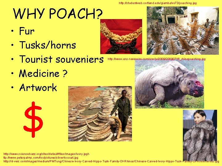 WHY POACH? • • • Fur Tusks/horns Tourist souveniers Medicine ? Artwork http: //studentweb.