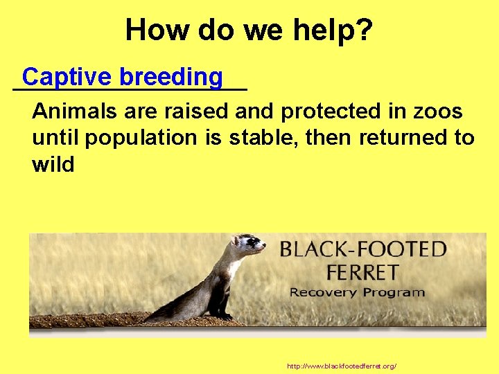 How do we help? Captive breeding __________ Animals are raised and protected in zoos