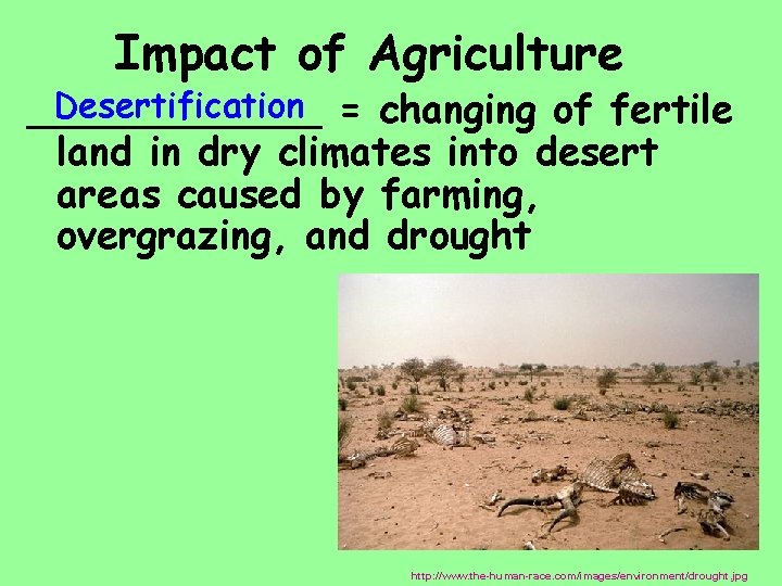  Impact of Agriculture Desertification = changing of fertile ______ land in dry climates