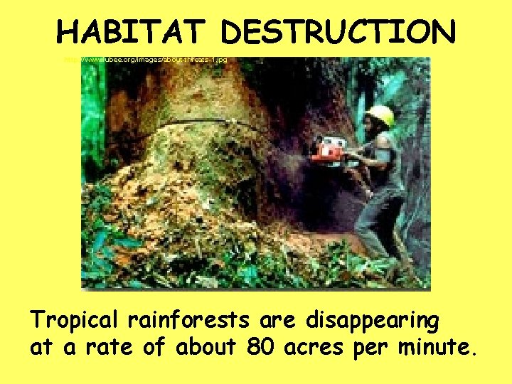 HABITAT DESTRUCTION http: //www. lubee. org/images/about-threats-1. jpg Tropical rainforests are disappearing at a rate
